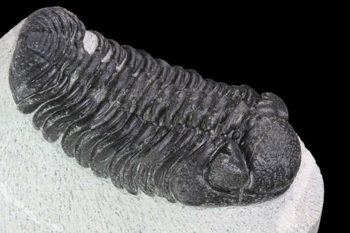 Bargain, Phacopid Trilobite - Morocco #92319